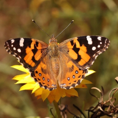 Vanessa kershawi (Australian Painted Lady) at Dryandra St Woodland - 6 Nov 2023 by ConBoekel