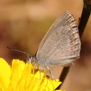 Zizina otis at Dryandra St Woodland - 7 Nov 2023