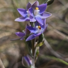 Thelymitra peniculata (Blue Star Sun-orchid) at Captains Flat, NSW - 7 Nov 2023 by Csteele4