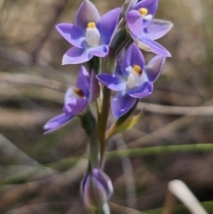 Thelymitra peniculata at QPRC LGA - suppressed