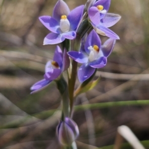 Thelymitra peniculata at QPRC LGA - suppressed