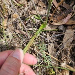 Thelymitra peniculata at QPRC LGA - suppressed