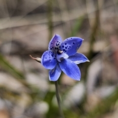 Thelymitra juncifolia (Dotted Sun Orchid) at Captains Flat, NSW - 7 Nov 2023 by Csteele4