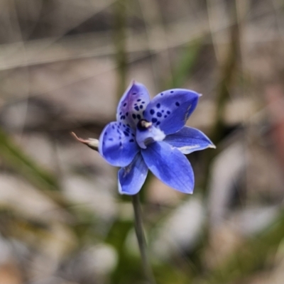 Thelymitra juncifolia (Dotted Sun Orchid) at QPRC LGA - 7 Nov 2023 by Csteele4