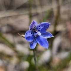 Thelymitra juncifolia (Dotted Sun Orchid) at QPRC LGA - 7 Nov 2023 by Csteele4