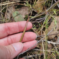 Thelymitra juncifolia at QPRC LGA - 7 Nov 2023