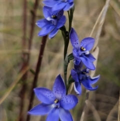 Thelymitra ixioides (Dotted Sun Orchid) at QPRC LGA - 7 Nov 2023 by Csteele4