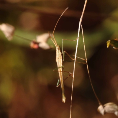 Mutusca brevicornis (A broad-headed bug) at O'Connor, ACT - 6 Nov 2023 by ConBoekel