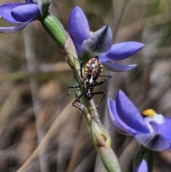 Pristhesancus plagipennis (Common Assassin Bug, Bee Killer Assassin Bug) at QPRC LGA - 7 Nov 2023 by Csteele4