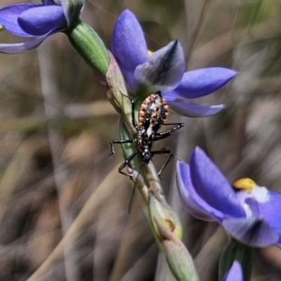 Pristhesancus plagipennis (Common Assassin Bug, Bee Killer Assassin Bug) at QPRC LGA - 7 Nov 2023 by Csteele4