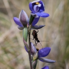 Pristhesancus plagipennis at QPRC LGA - 7 Nov 2023