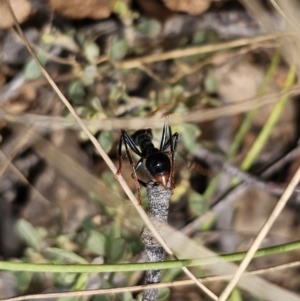 Myrmecia tarsata at QPRC LGA - 7 Nov 2023