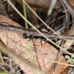 Myrmecia tarsata at QPRC LGA - 7 Nov 2023