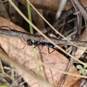 Myrmecia tarsata at QPRC LGA - 7 Nov 2023