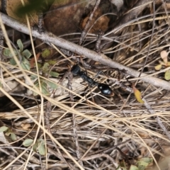 Myrmecia tarsata at QPRC LGA - 7 Nov 2023