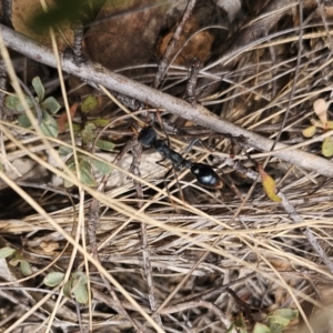 Myrmecia tarsata at QPRC LGA - 7 Nov 2023