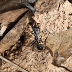 Myrmecia tarsata at QPRC LGA - 7 Nov 2023