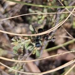 Myrmecia tarsata at QPRC LGA - 7 Nov 2023