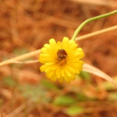 Heliocosma argyroleuca at Fadden Pines (FAD) - 7 Nov 2023