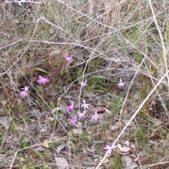 Glossodia major (Wax Lip Orchid) at Belconnen, ACT - 26 Sep 2023 by CathB