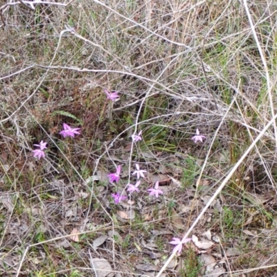 Glossodia major (Wax Lip Orchid) at Belconnen, ACT - 27 Sep 2023 by CathB