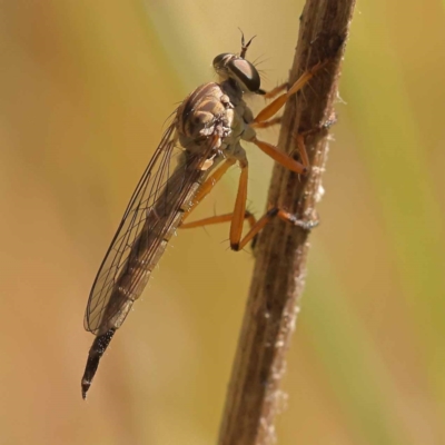 Unidentified Robber fly (Asilidae) at Dryandra St Woodland - 6 Nov 2023 by ConBoekel