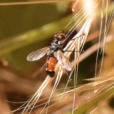 Cylindromyia sp. (genus) (Bristle fly) at O'Connor, ACT - 6 Nov 2023 by ConBoekel