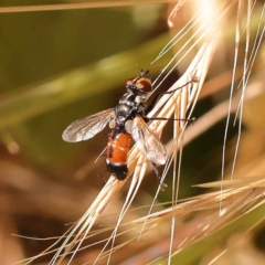 Cylindromyia sp. (genus) (Bristle fly) at Dryandra St Woodland - 6 Nov 2023 by ConBoekel