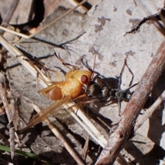 Lauxaniidae (family) (Unidentified lauxaniid fly) at Mount Painter - 8 Oct 2023 by CathB