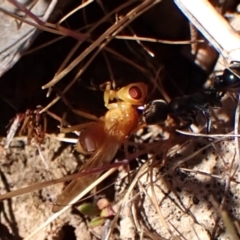 Lauxaniidae (family) at Mount Painter - 8 Oct 2023 02:26 PM