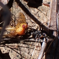 Lauxaniidae (family) at Mount Painter - 8 Oct 2023 02:26 PM