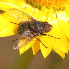 Calliphoridae (family) (Unidentified blowfly) at Dryandra St Woodland - 6 Nov 2023 by ConBoekel