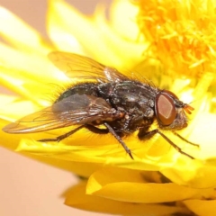 Calliphoridae (family) at Dryandra St Woodland - 7 Nov 2023