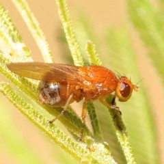 Rhagadolyra magnicornis (Lauxaniid fly) at O'Connor, ACT - 6 Nov 2023 by ConBoekel