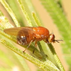 Rhagadolyra magnicornis at O'Connor, ACT - 7 Nov 2023 09:07 AM