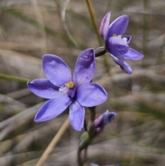 Thelymitra ixioides (Dotted Sun Orchid) at Captains Flat, NSW - 7 Nov 2023 by Csteele4