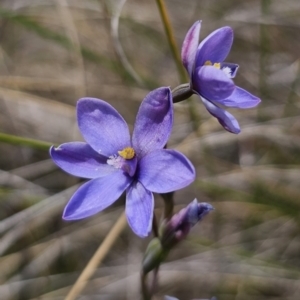 Thelymitra ixioides at QPRC LGA - suppressed