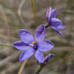 Thelymitra ixioides at QPRC LGA - 7 Nov 2023