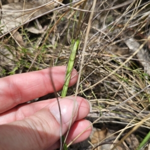 Thelymitra ixioides at QPRC LGA - suppressed