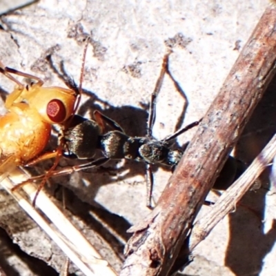 Myrmecia sp., pilosula-group (Jack jumper) at Belconnen, ACT - 8 Oct 2023 by CathB