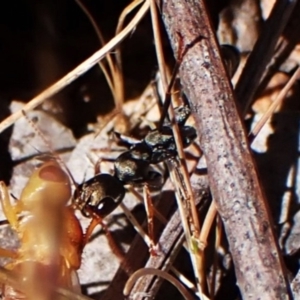 Myrmecia sp., pilosula-group at Mount Painter - 8 Oct 2023