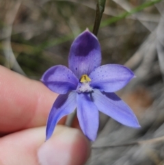 Thelymitra sp. at QPRC LGA - suppressed