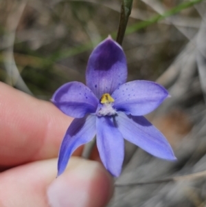 Thelymitra sp. at QPRC LGA - suppressed