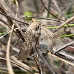 Helicoverpa punctigera (Native Budworm) at Captains Flat, NSW - 7 Nov 2023 by Csteele4