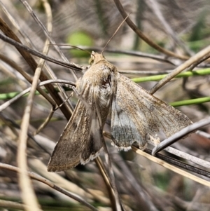 Helicoverpa punctigera at QPRC LGA - suppressed