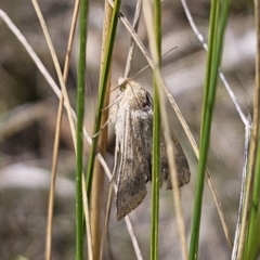 Helicoverpa punctigera at QPRC LGA - suppressed