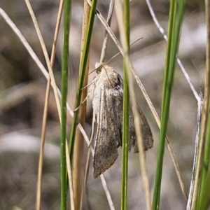 Helicoverpa punctigera at QPRC LGA - 7 Nov 2023