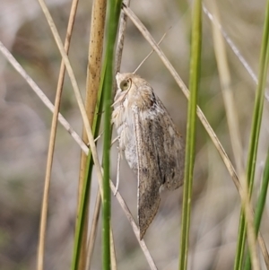 Helicoverpa punctigera at QPRC LGA - suppressed