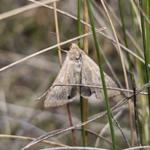 Helicoverpa punctigera at QPRC LGA - 7 Nov 2023