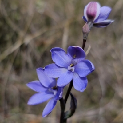 Thelymitra ixioides (Dotted Sun Orchid) at Captains Flat, NSW - 7 Nov 2023 by Csteele4